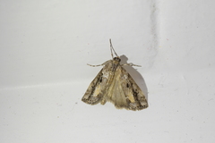 Eudonia submarginalis
