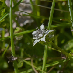Alepidea