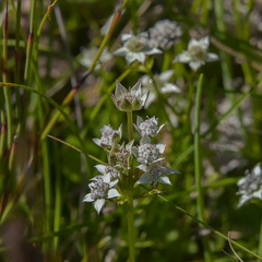 Alepidea