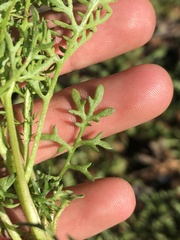 Oncosiphon pilulifer