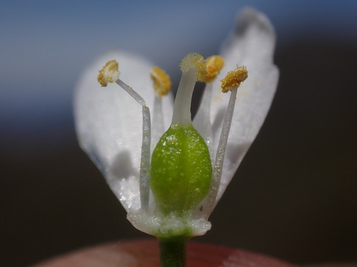 Fine Chink (Ornithogalum schlechterianum)