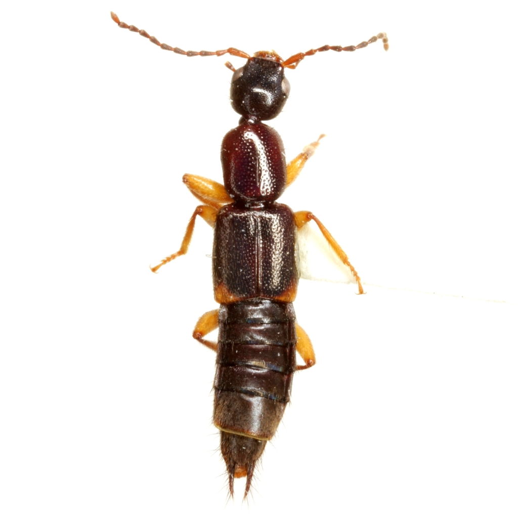Tetartopeus tetricus