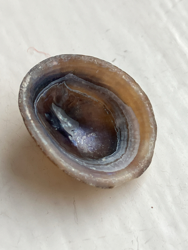 Patella pellucida