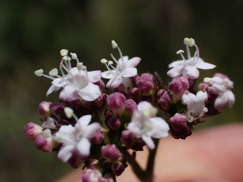 Cape Valerian (Valeriana capensis)