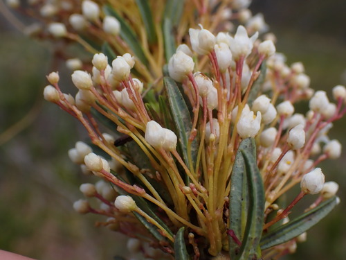 Cape Dodder (Cuscuta africana)
