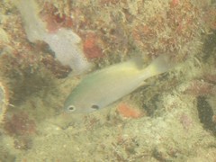 Pomacentrus nigromanus