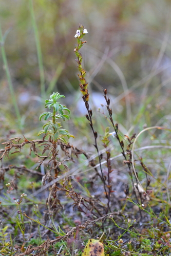drug eyebright (Euphrasia stricta)