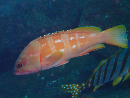 Epinephelus fasciatus
