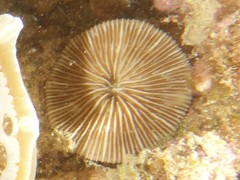 Cycloseris
