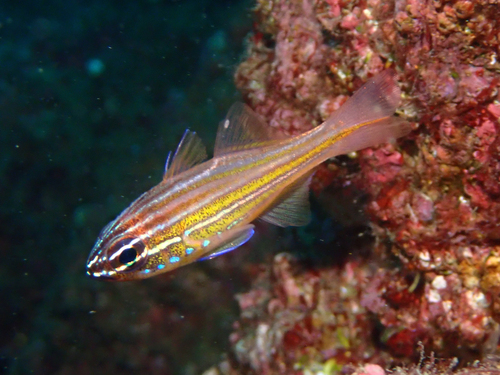 Ostorhinchus holotaenia observed 2025-12-13