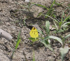 Eurema hecabe hecabe