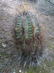 Thelocactus bicolor bicolor