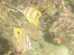 Chelmon rostratus