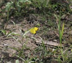 Eurema hecabe hecabe