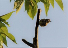 Picumnus innominatus