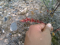 Echeveria walpoleana