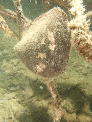 Pteria penguin