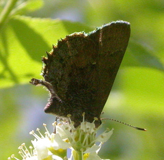 Callophrys irus