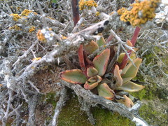 Echeveria walpoleana