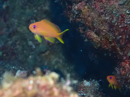 Pseudanthias nobilis