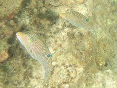 Canthigaster papua