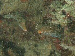 Canthigaster papua