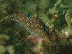 Canthigaster papua