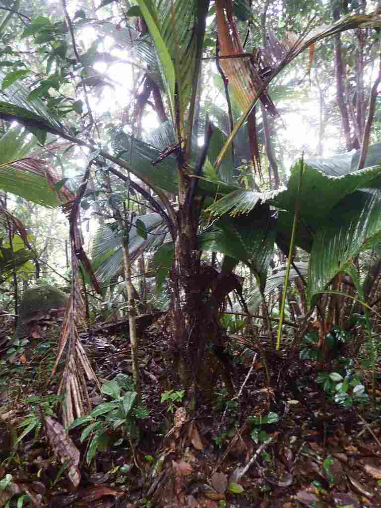 Phoenicophorium borsigianum