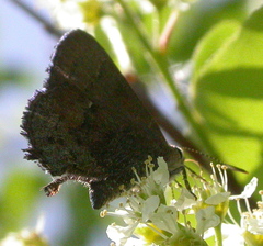 Callophrys irus