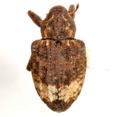 Conotrachelus affinis