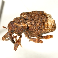 Conotrachelus affinis