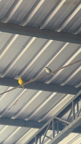Saffron Finch