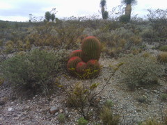 Ferocactus pilosus