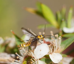 Chauliognathus kershawi
