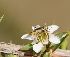 Chauliognathus kershawi