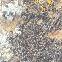 Rinodina confragosula