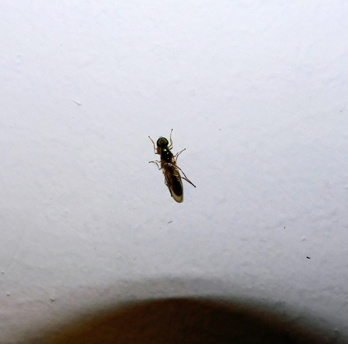 Sargus fasciatus