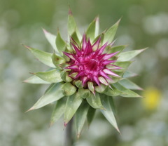 Carduus nutans leiophyllus