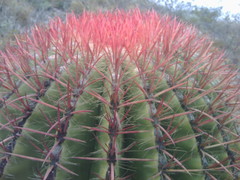 Ferocactus pilosus
