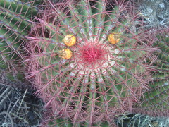 Ferocactus pilosus