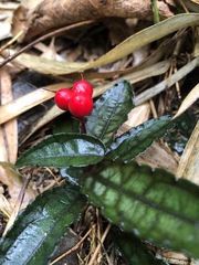 Ardisia violacea