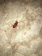 Periplaneta australasiae