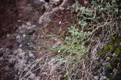 Delicate Lettuce (Lactuca tenerrima)