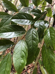 Glochidion acuminatum