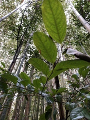 Glochidion acuminatum