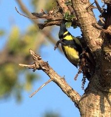 Machlolophus xanthogenys