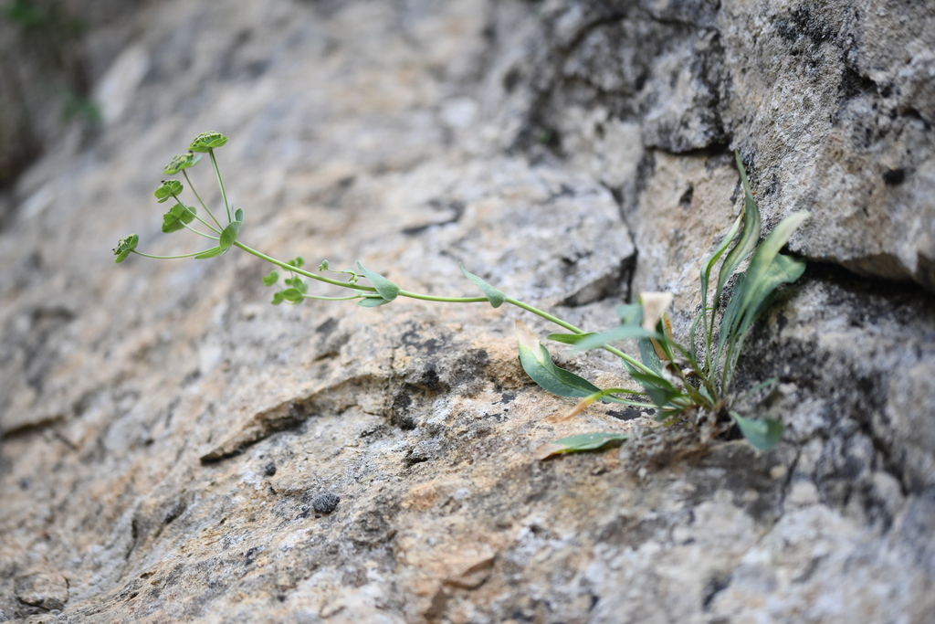 Bupleurum angulosum; photograph (c) Flavien Saboureau, some rights reserved (CC BY)