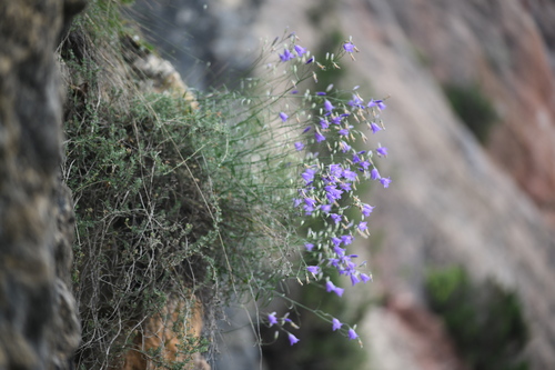Spanish Bellflower (Campanula hispanica)