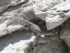 Urosaurus ornatus wrighti
