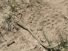 Masticophis taeniatus taeniatus